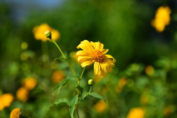 Beautiful flowers in the garden Blooming in the summer.
