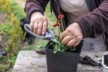 farmer's hands pruning with garden scissors a wilted ugly flower Ranunculus asiaticus. Care for...