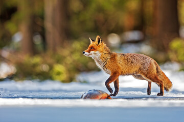 red fox (Vulpes vulpes) standing on the ice of a frozen pond over a dead fish