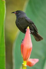 Grenada Race Bananaquit sitting on banana flower, Grenada island, Grenada