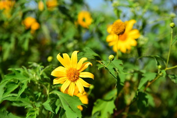 Beautiful flowers in the garden Blooming in the summer.