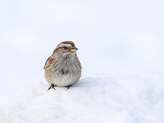 American Tree Sparrow Sitting on Snow in Winter