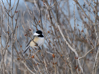 Black-capped Chickadee in Winter