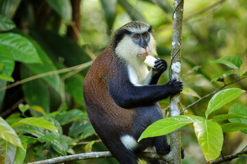 Mona monkey sitting on a tree, Grand Etang National Park, Grenada - obrazy, fototapety, plakaty