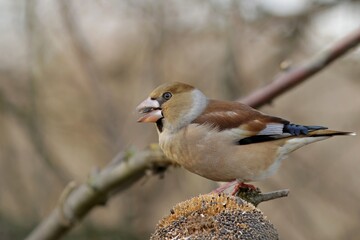 red backed shrike