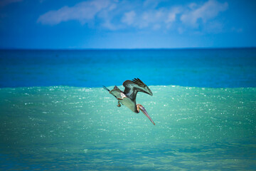 Fototapeta na wymiar Brown pelican or pelecanus occidentalis hunting in the waters of the Pacific Ocean in Costa Rica