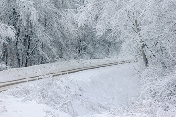 Winter landscape. Snow-covered trees.