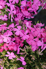 Beautiful flowers of different colors. Plants for sale at a nursery. spring colors 