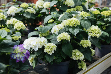Many white hydrangeas in pots. Plants for sale at a nursery 