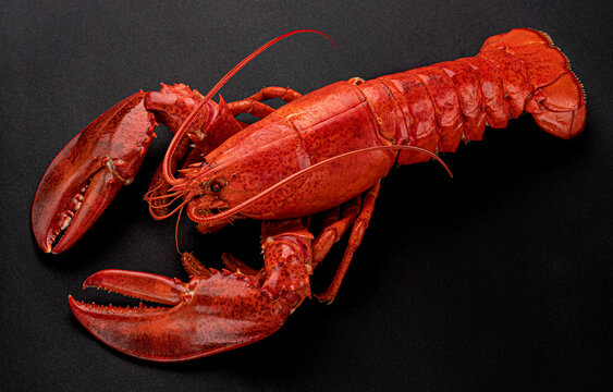 Cooked lobster on black background, top view