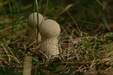 mushroom in the forest