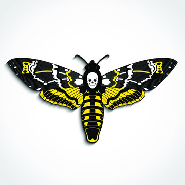 Deaths head moth yellow color vector illustration with skull