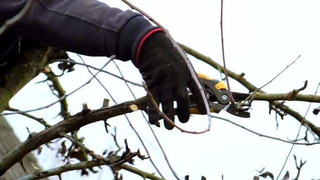 4k video. A gardener is pruning a tree. Small secateurs or gardening scissors - branch cut tool. Side view. The man hands are cutting off a twig close-up. Garden care. Cold season. Seasonal work. DIY.