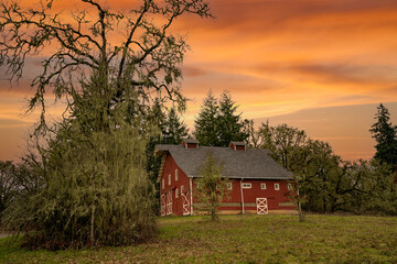 Fototapeta premium A red barn and a large oak tree at sunrise on a farm in the Willamette Valley near Bellfountain Oregon
