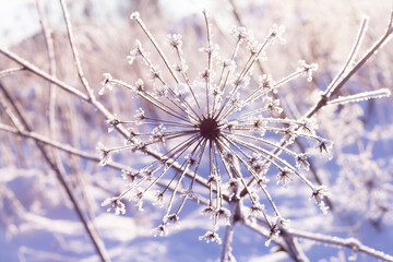 Blurry, soft focus natural winter background. Blurred umbrellas of dill are covered with frost on the background of a snow-covered field