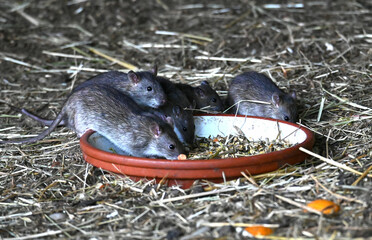 rats feeding at a pot