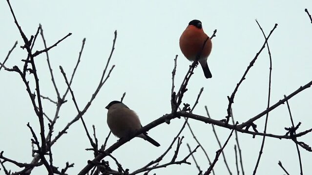 GIMPEL . BULLFINCH . Pyrrhula pyrrhula
