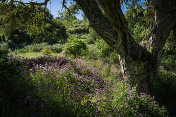 Sunlight illuminates a small meadow under an old oak tree