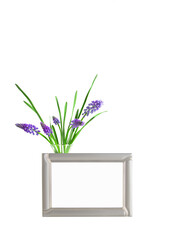 Muscari, bouquet of blue flowers and an empty photo frame on the table. Isolated on white background. Mock-up for design.