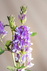 Fototapeta premium (Medicago Sativa) Purple Alfalfa flowers during spring, Cape Town, South Africa