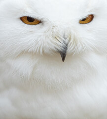 Close up shot of a male snowy owl (Bubo scandiacus). Fierce bird of prey with beautiful white...