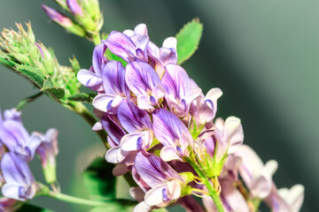 (Medicago Sativa) Purple Alfalfa flowers during spring, Cape Town, South Africa