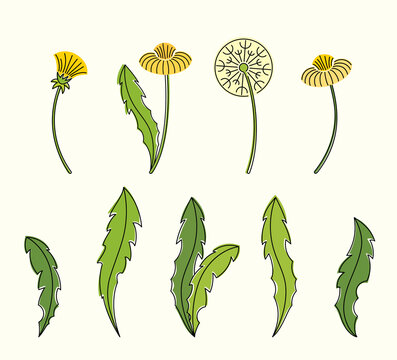 Line art watercolor set of dandelion leaves, white and yellow flowers