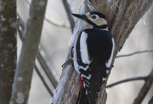 great spotted woodpecker, Buntspecht m&auml;nnchen.