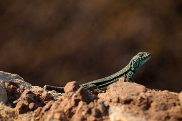 Lizard resting on the stones of the beach