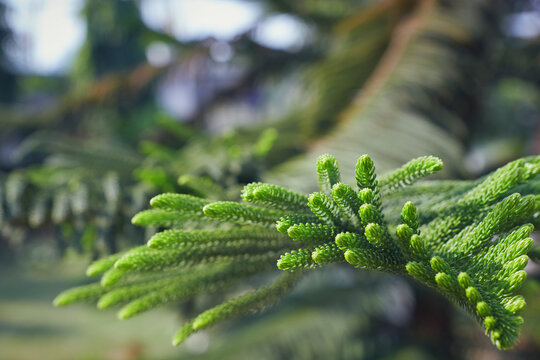 Lush Green Foliages Of Araucaria Heterophylla, Commonly Known As Norfolk Island Pine. A Species Of Conifer (cone Bearing Seed Plants) And Often Grown As Houseplant.