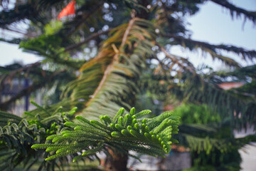 Lush green foliages of Araucaria heterophylla, commonly known as norfolk island pine. A species of Conifer (cone bearing seed plants) and often grown as houseplant.