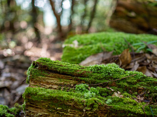 木と苔