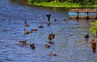 The beauty of White-faced whistling duck birds in their natural habitat in Rio Grande do Sul, Brazil.