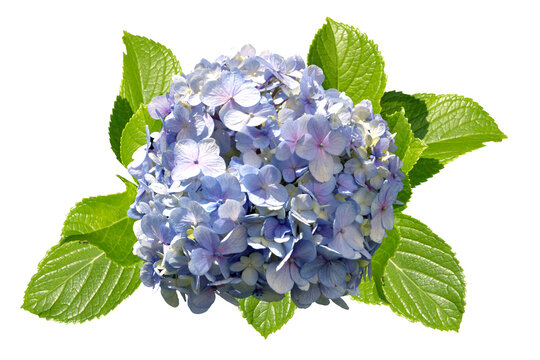 large hydrangea flower arrangement on white background