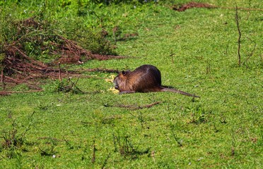 A Nutria in its natural habitat in Rio Grande do Sul, Brazil.
