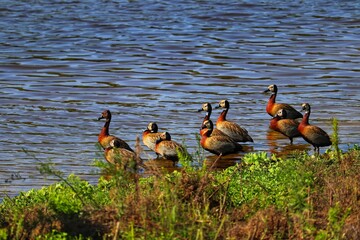 The beauty of White-faced whistling duck birds in their natural habitat in Rio Grande do Sul,...