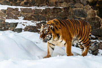 beautiful panthera tigris on a snowy road - obrazy, fototapety, plakaty