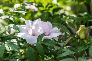 Blooming treelike white peonies in the garden