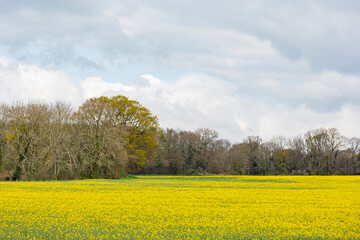 Obraz premium Sunny view of the Brassica napus blossom