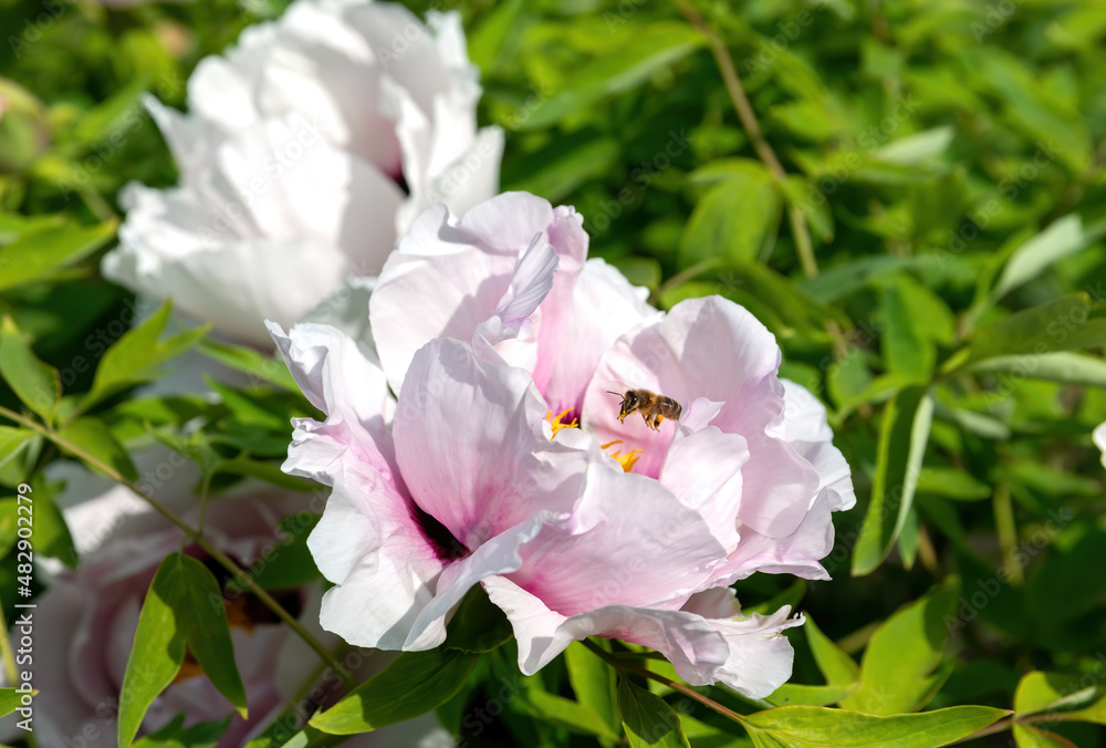 Canvas Prints Blooming treelike white peonies in the garden