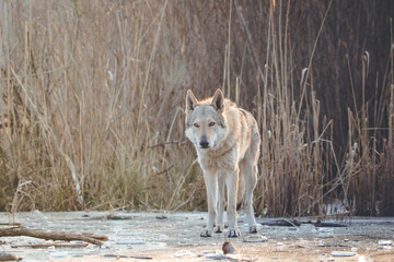 Tschechoslowakischer Wolfshund