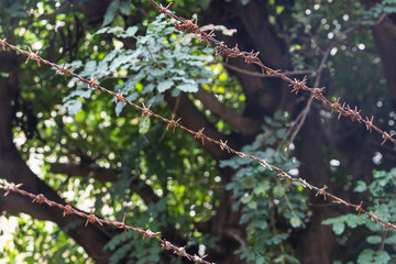 Close-up of a rusty thorn, wire, custodial barbed wire, against the background of plants, soft focus