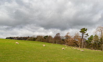 Obraz premium Sunny view of rural landscape