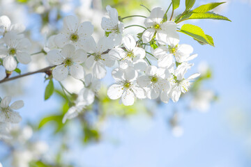 Blooming spring background.