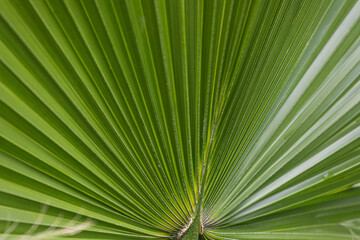 Close-up of a bright green leaf of a palm tree under the bright tropical sun. A leaf of a palm tree that looks like a folded sheet of paper