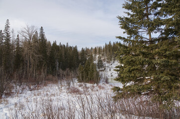 Whitemud Park on a Cloudy Winter Day