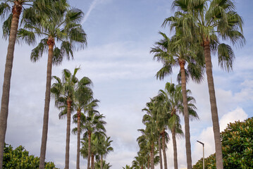 Palm tree alley in a tropical country