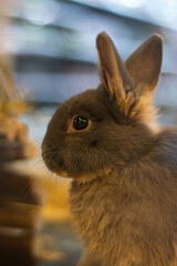 Conejo gris de perfil. 