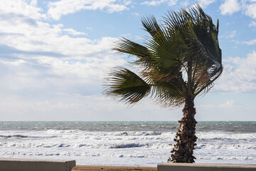 Morning bright blue skies with transparent white clouds, a beach  with palm and a restless deep...