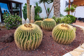 cactus in the garden